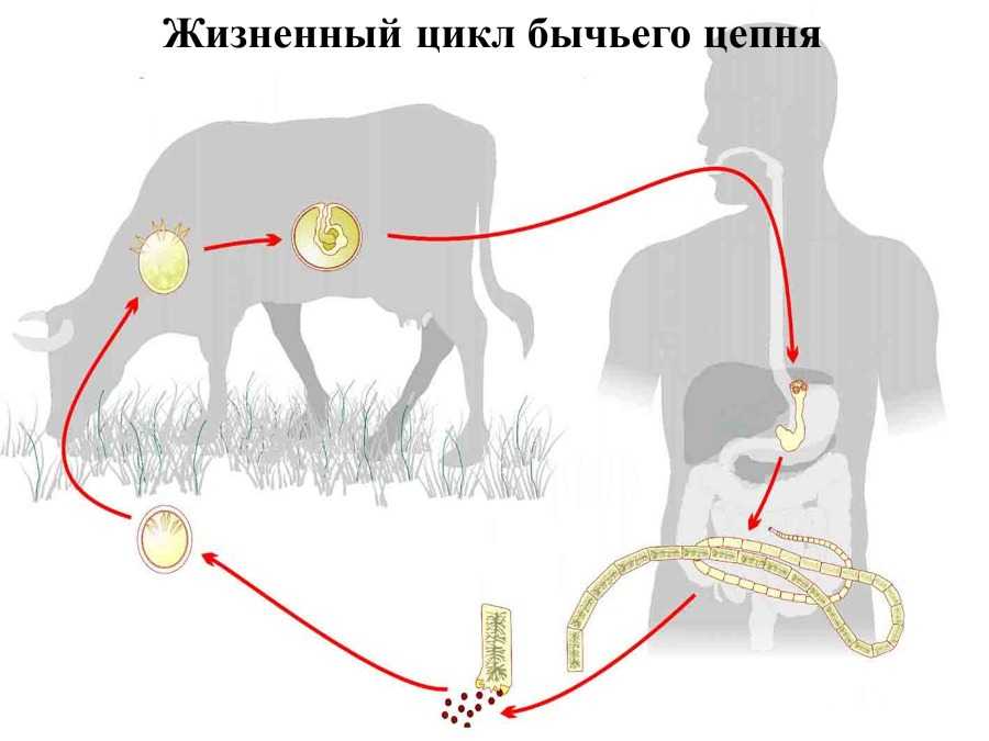 Червь в цикле которого человек промежуточный хозяин. Цикл развития бычьего цепня. Схема жизненного цикла бычьего цепня схема. Жизненный цикл бычьего цепня схема. Цикл развития бычьего цепня без подписей.