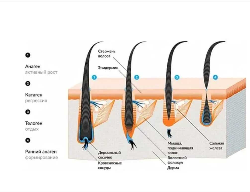 Факторы роста в лечении выпадения волос: настоящее и перспективы