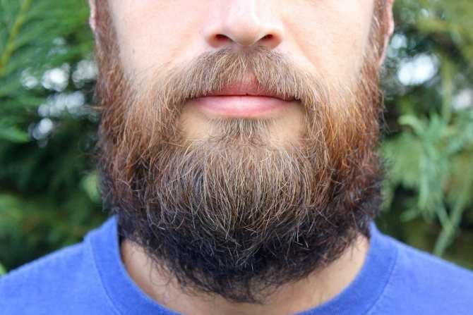Уход за бородой: важные правила по уходу и отращиванию