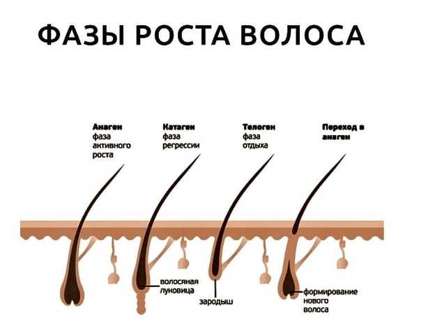 Анатомия волос и строение волоса
