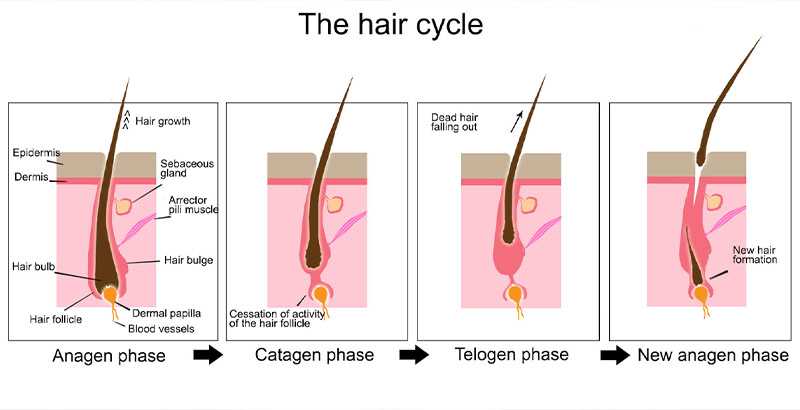 Как отрастить волосы за неделю - wikihow