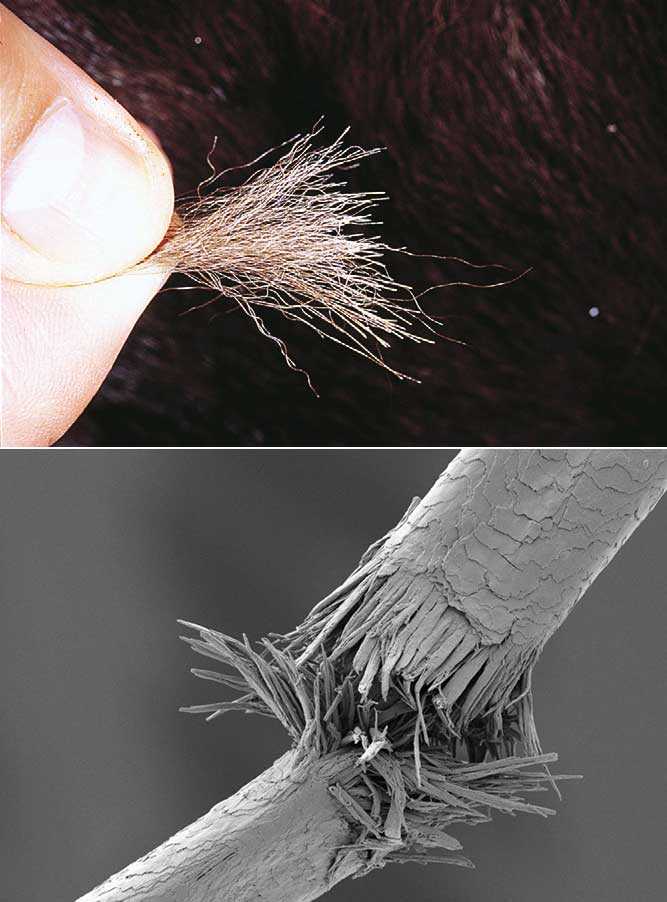 Маски для волос зимой: особенности ухода в домашних условиях