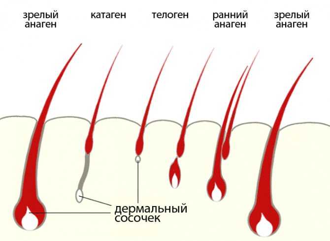 Старение волос: геронтобиология волосяного фолликула :: овчаренко юлия