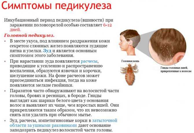 Вши головные: жизненный цикл развития вшей и гнид, стадии роста волосяных паразитов