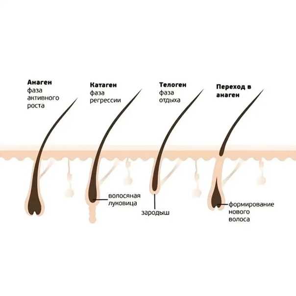 Строение и функции волос