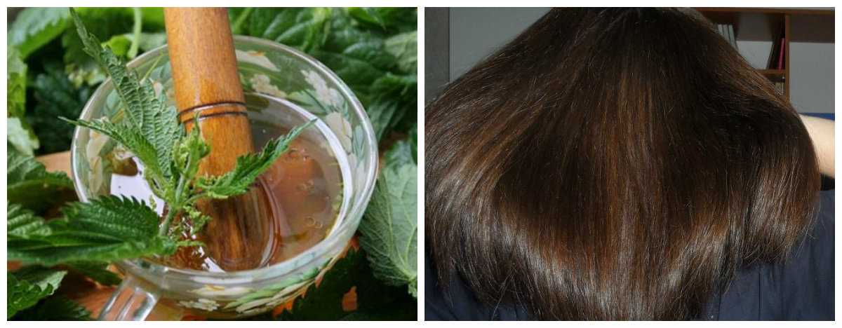 Крапива для ополаскивания волос: как правильно заваривать свежее или сухое растение, чтобы приготовить отвар и настой, рецепты против выпадения